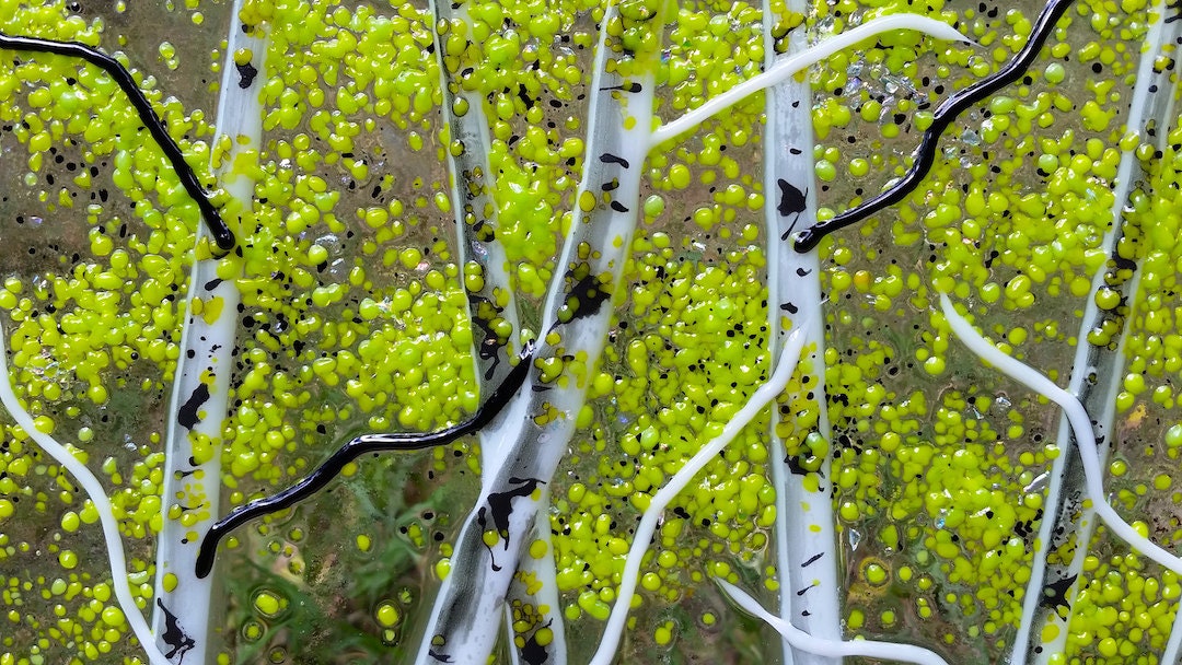 Aspen Fused Glass Panel - Clear Transparent/Spring/Stone Base